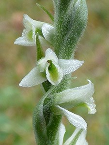 Autumn Ladies'-tresses - Spiranthes spiralis © John Muddeman